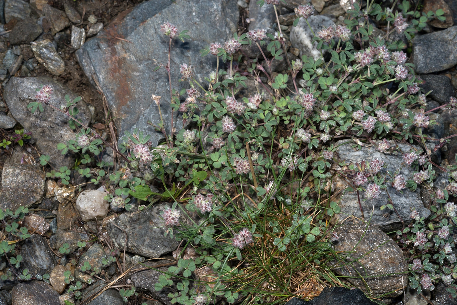 Photo Maurizio Broglio - Trifolium saxatile